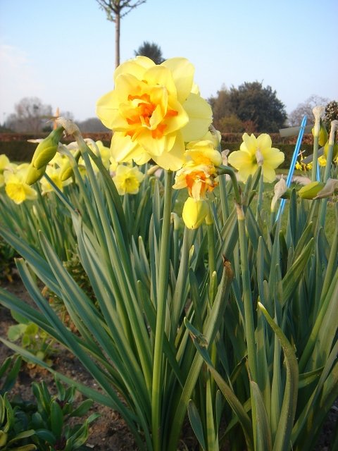 Narcissus double 'Tahiti' PB 9